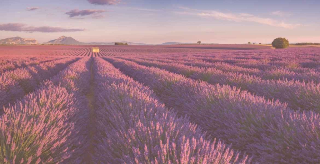 Yes.Wedding - France Destination Wedding - Lavender